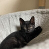 ベリー可愛い黒猫女子 サムネイル5