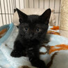 ベリー可愛い黒猫女子 サムネイル6