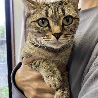 アメショとロシブルのミックスの男の子