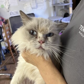 人慣れしてる静かなラグドール8歳