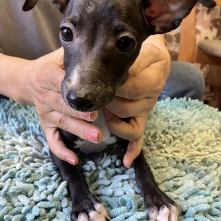 8/18生まれのイタグレ　子犬