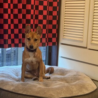 小柄で元気、可愛いネネ