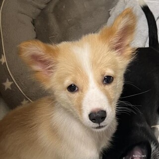 ちょっとびびりな なっつちゃん