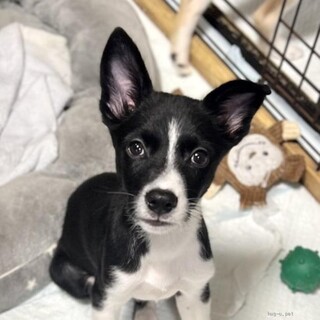 ちょっとびびりな かかおくん