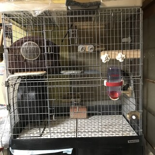 3才のチンチラ姉妹