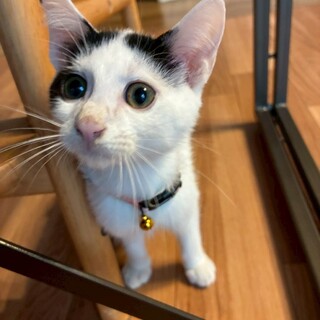 元気いっぱい白黒子猫