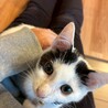 元気いっぱい白黒子猫 サムネイル2