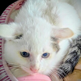 急募！！約2ヶ月のメス子猫