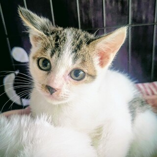 急募！！生後約1ヶ月のオス子猫