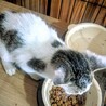 急募！！生後約1ヶ月のオス子猫 サムネイル2