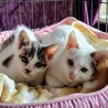 急募！！生後約1ヶ月のオス子猫 サムネイル3
