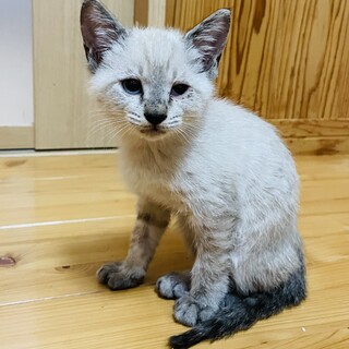 お試しホームステイ可★シャム系子猫【保護猫】