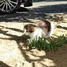 可愛がって下さる里親さんを募集しています！ サムネイル6