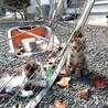 可愛がって下さる里親さんを募集しています！ サムネイル7