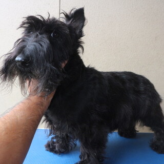 スコティッシュテリア 