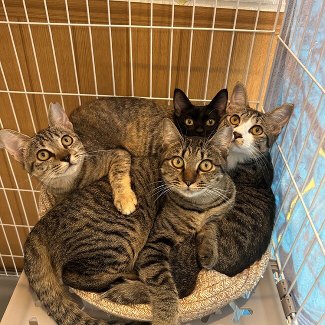 ペットサロンのあのカバー写真