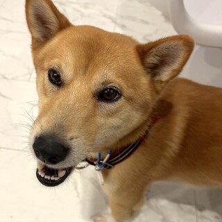 元気で甘えんぼう、賢い男子喜八くん