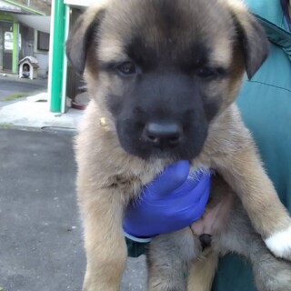 雑種の女の子　あんこちゃん