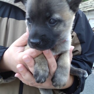 雑種の女の子　あられちゃん