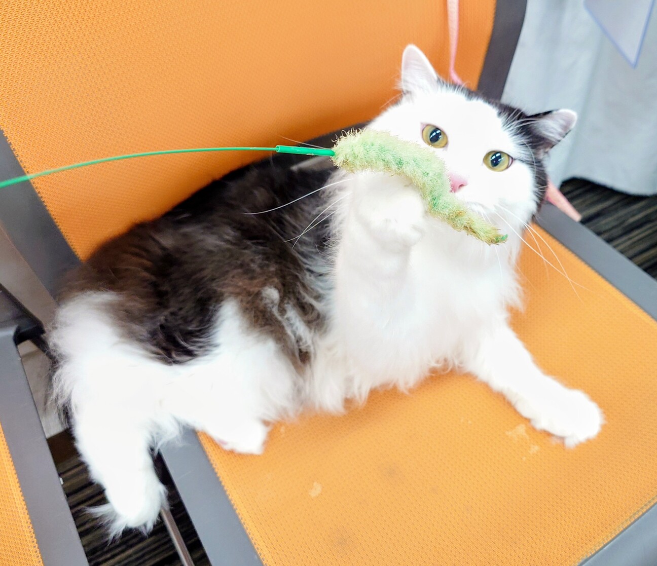 長毛のちょも君　おうちの探検が大好き！ サムネイル1