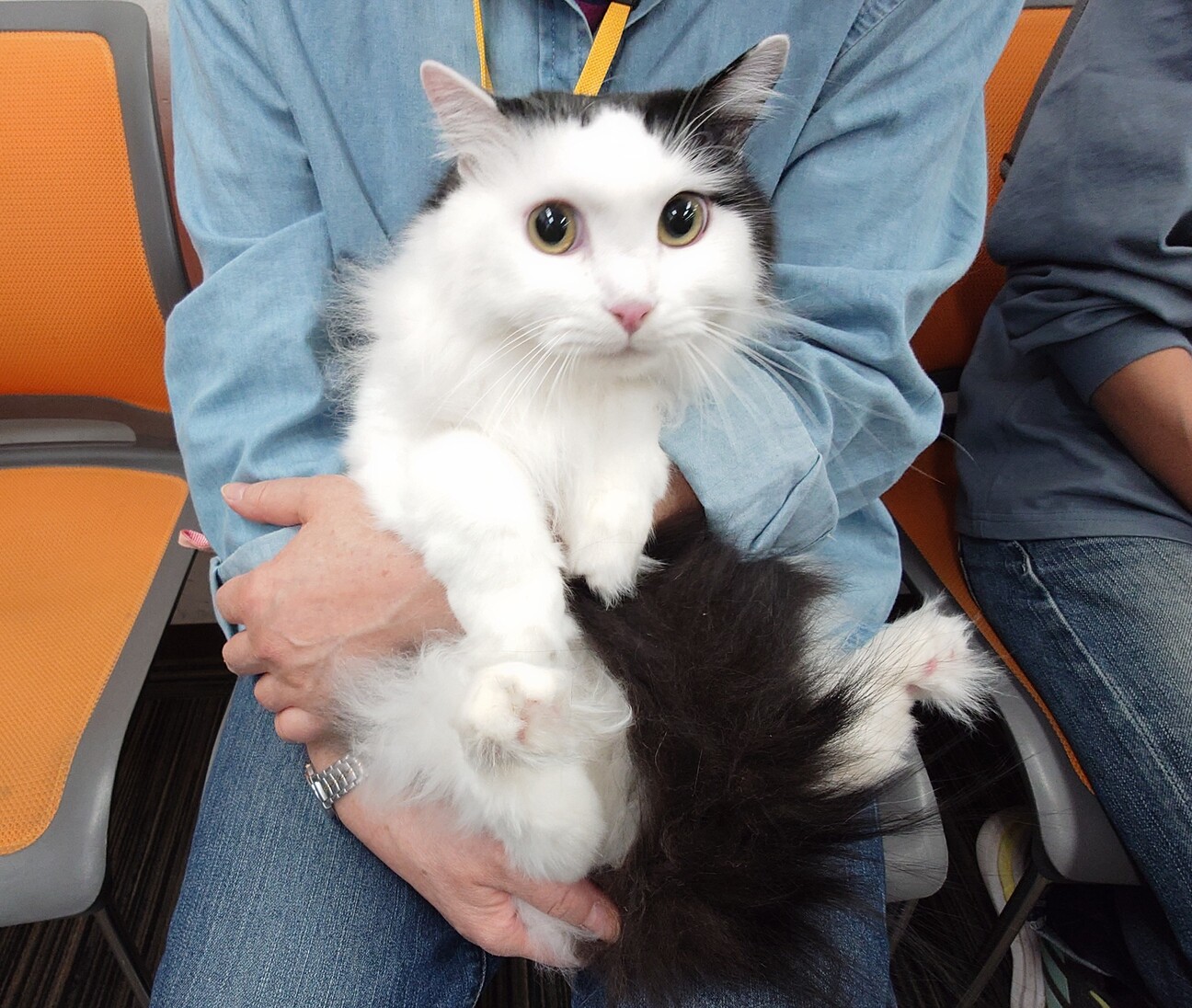 長毛のちょも君　おうちの探検が大好き！ サムネイル2