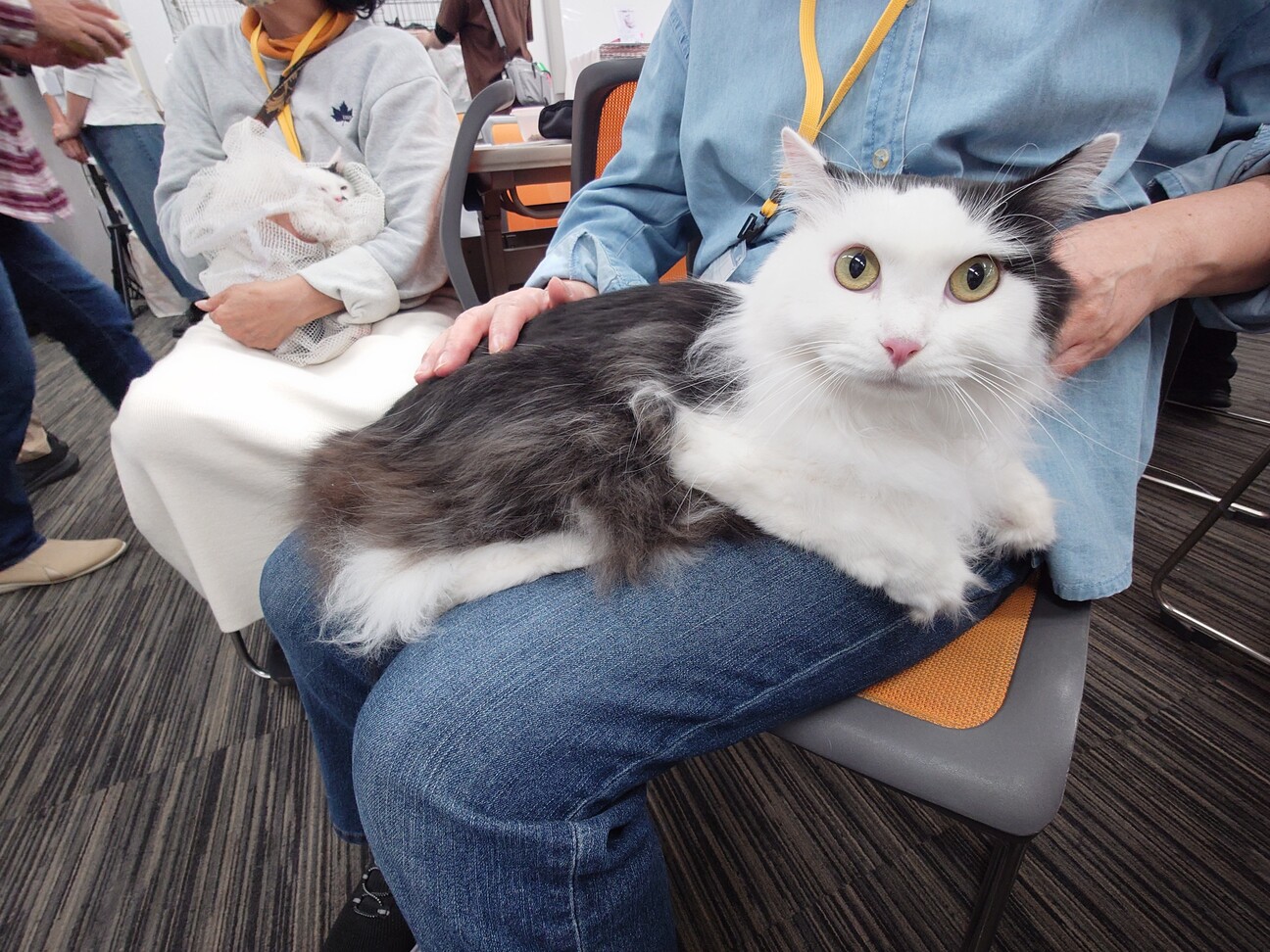 長毛のちょも君　おうちの探検が大好き！ サムネイル3