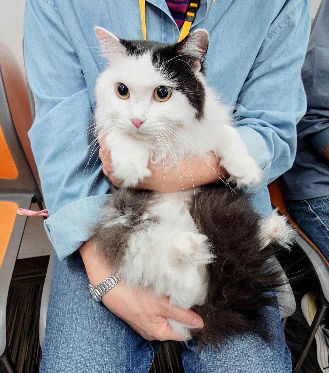 長毛のちょも君　おうちの探検が大好き！ サムネイル4