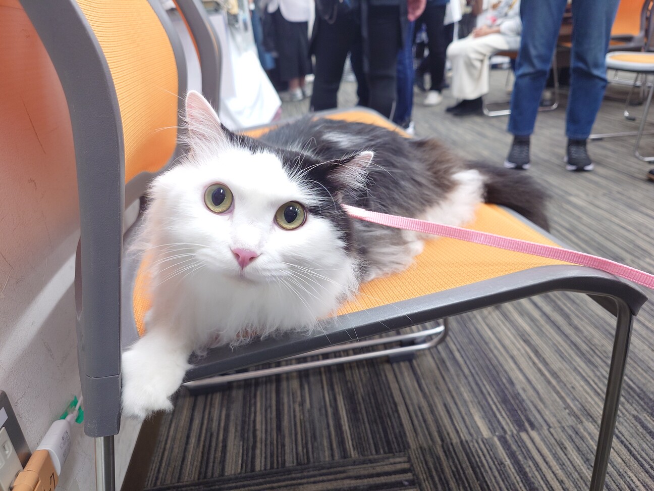 長毛のちょも君　おうちの探検が大好き！ サムネイル5