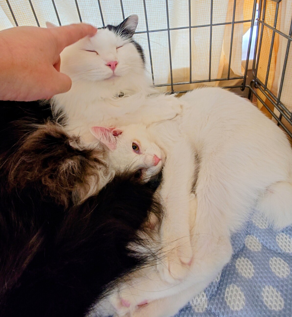 長毛のちょも君　おうちの探検が大好き！ サムネイル6