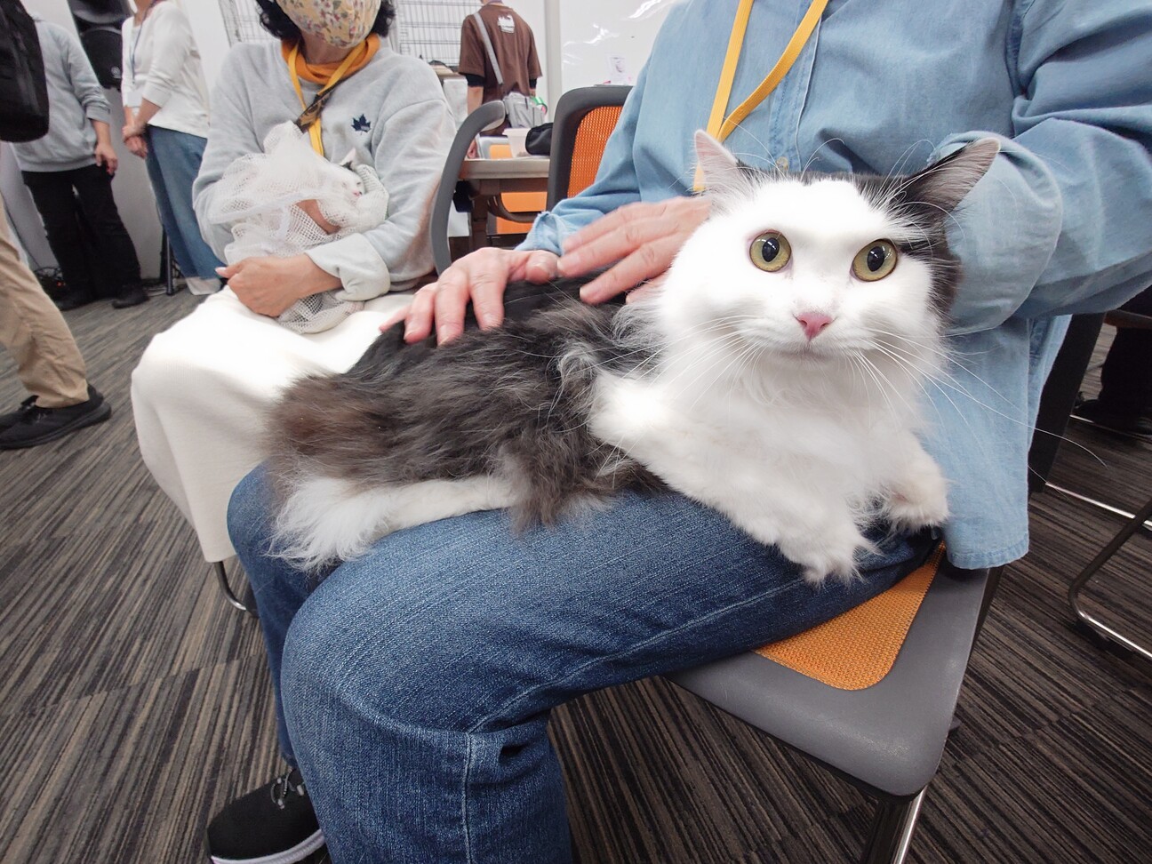 長毛のちょも君　おうちの探検が大好き！ サムネイル7