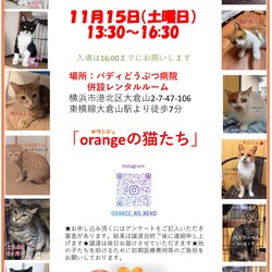 orangeの猫たちの譲渡会in大倉山