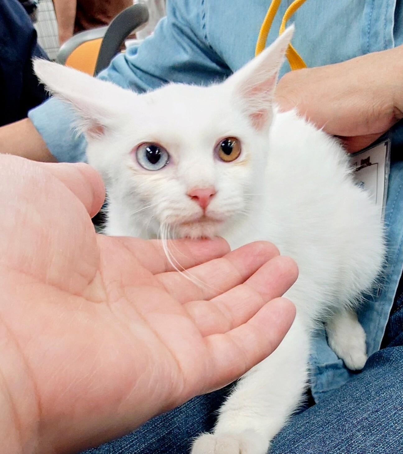 白猫オッドアイ  レオ君   既にゴロゴロ サムネイル1