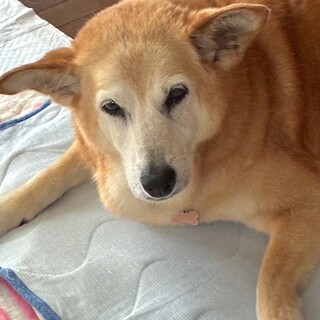 人のそばが大好き、穏やかなシニア女子レンテ