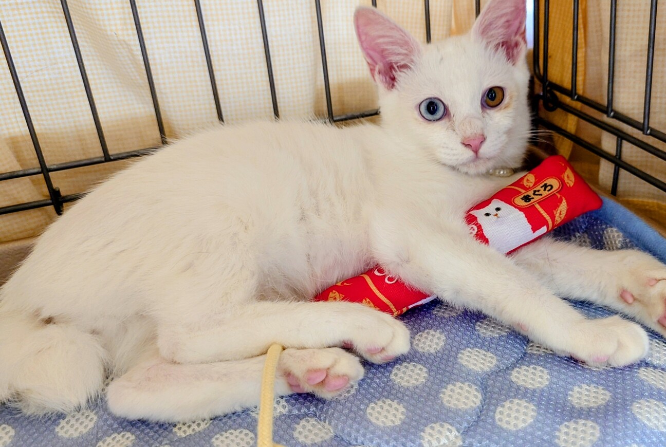 白猫オッドアイ  レオ君   既にゴロゴロ サムネイル4