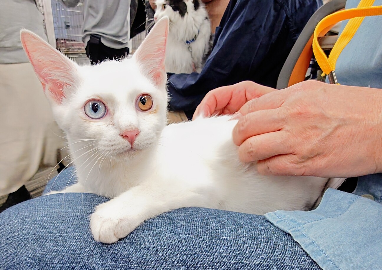 白猫オッドアイ  レオ君   既にゴロゴロ サムネイル5