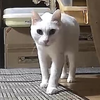 老猫の白ちゃん♀