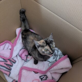 急募！里親募集！