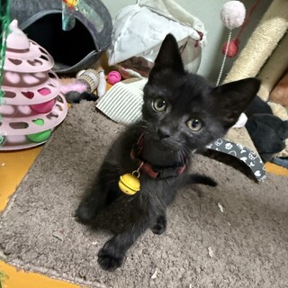 可愛らしい♥生後2ヶ月半、黒猫仔猫