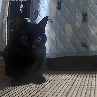 老猫の黒ちゃん♂