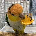 シロハラインコ　雄　4才