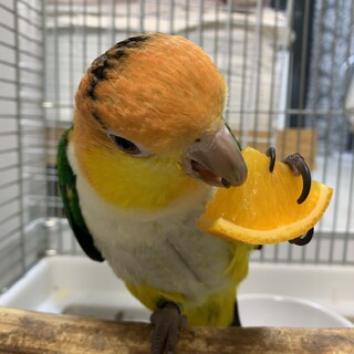シロハラインコ　雄　4才