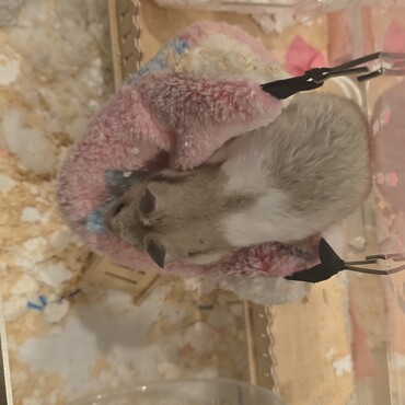 やっちゃんの写真