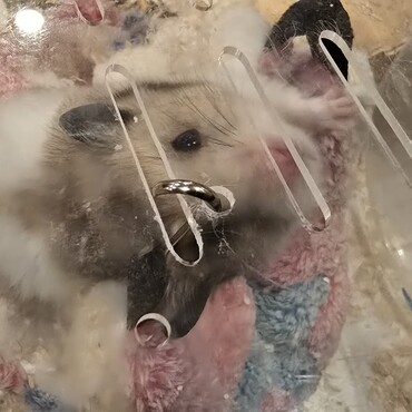 やっちゃんの写真