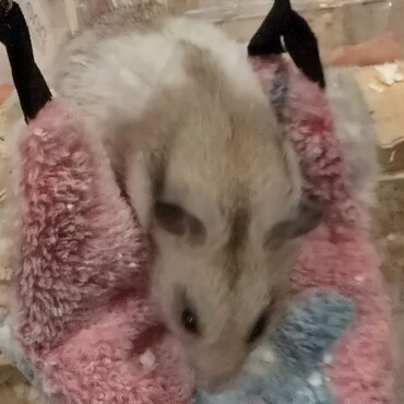 やっちゃんの写真