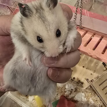 甘えちゃんの写真