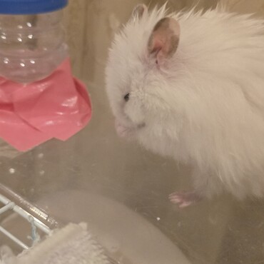 ロンちゃんの写真