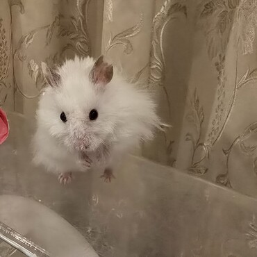 ロンちゃんの写真