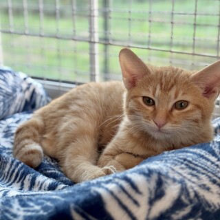 さびしんぼなボク ★ もこ丸