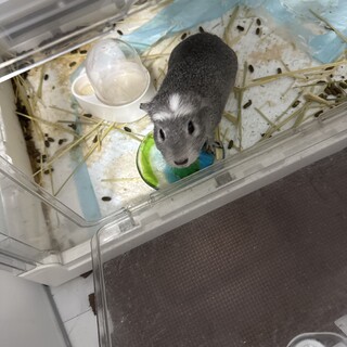 モルモットのつむじちゃんの里親募集します。