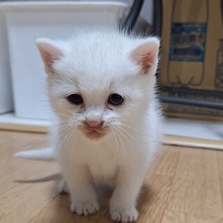 子猫の里親募集(25.11.5　11:18更新)